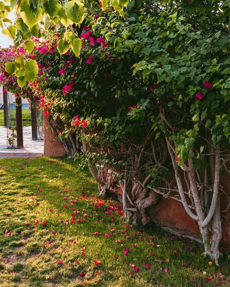 VerdeVivo Jardinería y Paisajismo 13